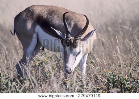 Springbok, (antidorcas Marsupialis), Africa, Namibia, Oshikoto, Etosha National Park