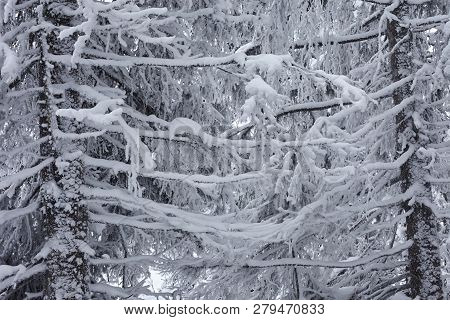 Fairy Winter Forest In Zyuratkul National Park.
