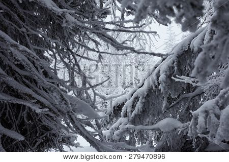 Fairy Winter Forest In Zyuratkul National Park.