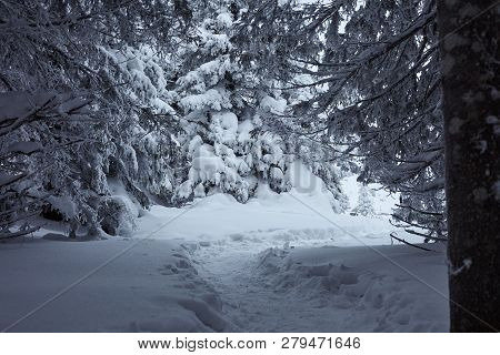 Fairy Winter Forest In Zyuratkul National Park.