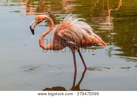 Flamingo On Palma Island Of San Bernardo Archipelago, Colombia