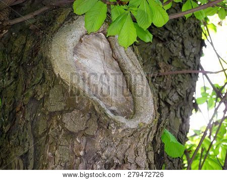 Big Knag On A Horse Chestnut Tree. Bark Closeup And Green Leaves