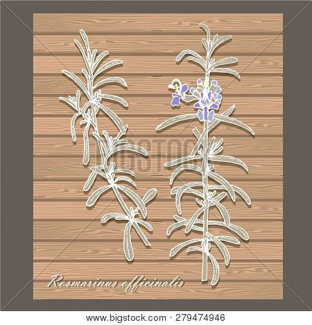Rosemary Plant. Branches Of Medicinal Plant Rosemary On Wood Board Brown Background. Design Element 