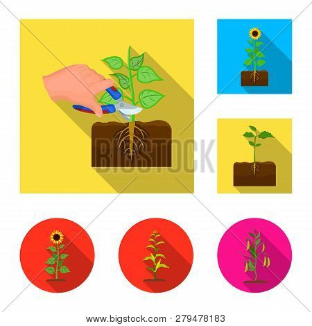 Vector Design Of Plant And Bean Symbol. Collection Of Plant And Process Vector Icon For Stock.