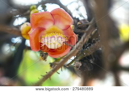 Close-up Shot Of The Shorea Robusta Or Cannon Ball Flower Blooming On The Sala Tree.