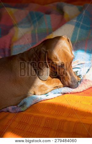 Red Dachshund Sleeping On A Cozy Checkered Rug In The Sun