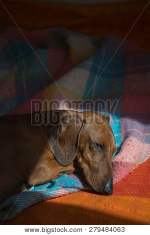 Red Dachshund Sleeping On A Cozy Checkered Rug In The Sun
