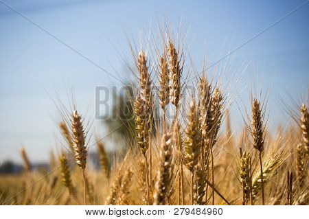 A Wheat Field, Fresh Crop Of Wheat.