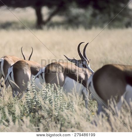 Springbok, (antidorcas Marsupialis), Africa, Namibia, Oshikoto, Etosha National Park