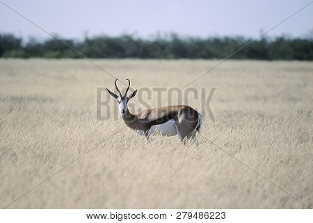 Springbok, (antidorcas Marsupialis), Africa, Namibia, Oshikoto, Etosha National Park