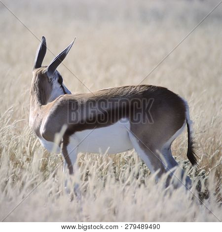 Springbok, (antidorcas Marsupialis), Africa, Namibia, Oshikoto, Etosha National Park