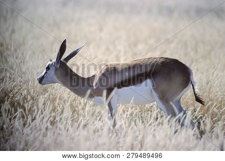 Springbok, (antidorcas Marsupialis), Africa, Namibia, Oshikoto, Etosha National Park