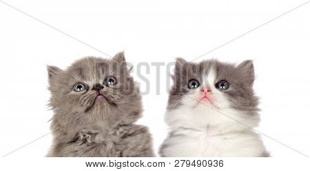 Two funny grey cats lookin up isolated on a white background