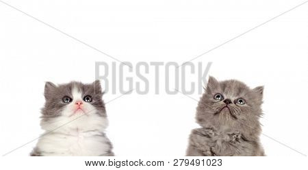 Two funny grey cats lookin up isolated on a white background