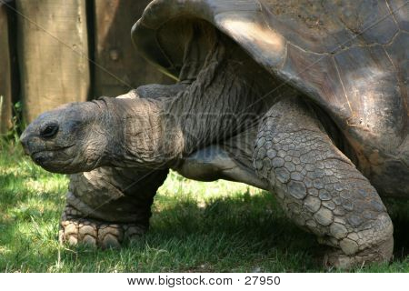 Tortuga gigante