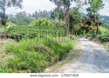 Road Through Coffee Plantantions Near Manizales, Colombia