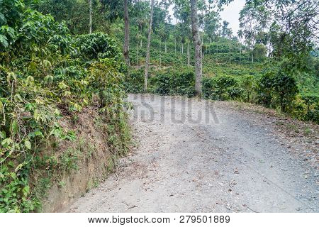 Road Through Coffee Plantantions Near Manizales, Colombia