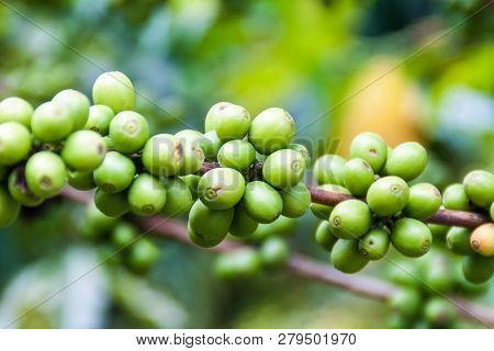 Detail Of Coffee Berries At A Plantantion Near Manizales, Colombia