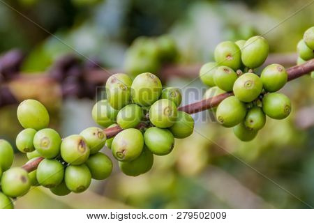 Detail Of Coffee Berries At A Plantantion Near Manizales, Colombia
