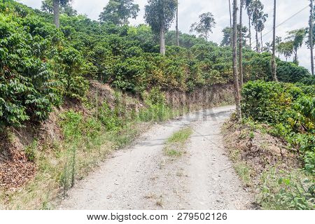 Road Through Coffee Plantations Near Manizales, Colombia