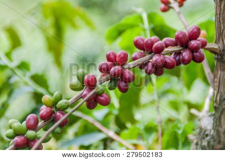Detail Of Coffee Berries At A Plantantion Near Manizales, Colombia