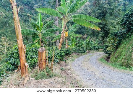 Road Through Coffee Plantantions Near Manizales, Colombia