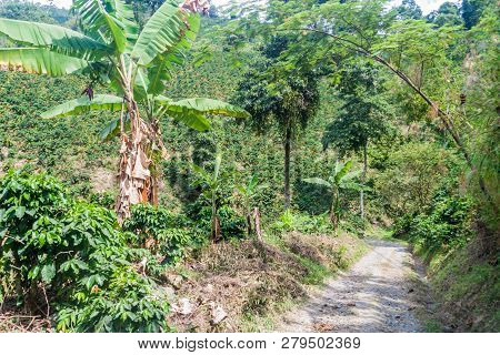 Road Through Coffee Plantantions Near Manizales, Colombia