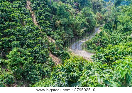Road Through Coffee Plantantions Near Manizales, Colombia