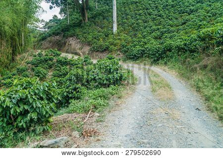 Road Through Coffee Plantantions Near Manizales, Colombia