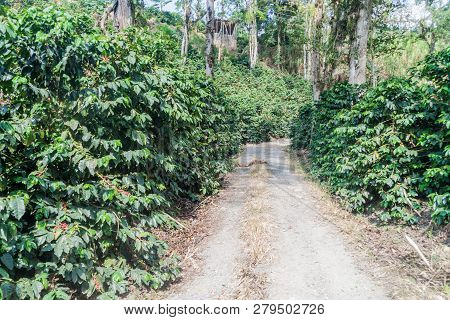 Road Through Coffee Plantantions Near Manizales, Colombia