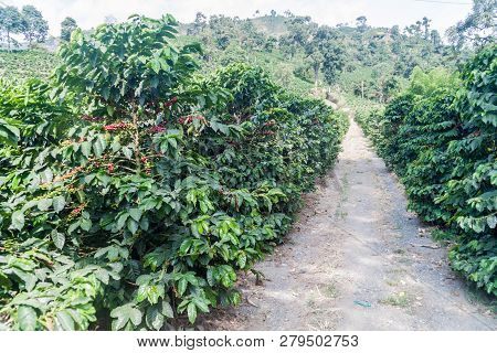 Road Through Coffee Plantantions Near Manizales, Colombia