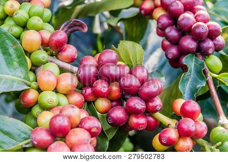 Detail Of Coffee Berries At A Plantantion Near Manizales, Colombia