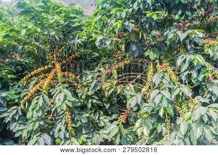 Detail Of A Coffee Plant At A Plantantion Near Manizales, Colombia