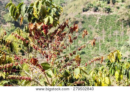 Coffee Plant On A Plantation Near Manizales, Colombia