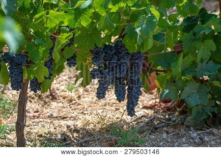 French Red  Aoc Wine Grapes Plant, New Harvest Of Wine Grape In France, Vaucluse, Gigondas Domain Or