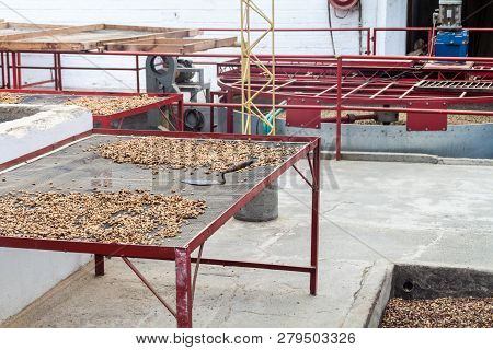 Manizales, Colombia - September 6, 2105: Coffee Drying Facility At Hacinda Venecia Coffee Farm Hotel