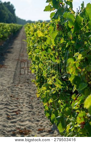 French Red And Rose Wins Grapes Plantation, Harvest Of Wine Grape In France On Domain Or Chateau Vin