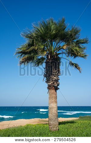 Single Sabal Palm Tree On The Background Of Blue Sky And Wavy Sea.