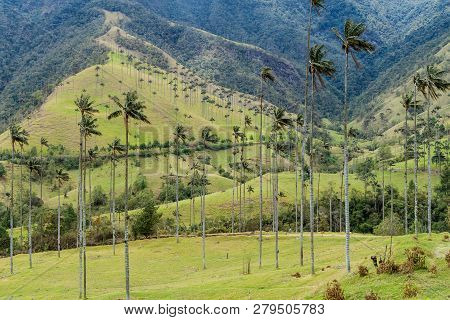 Tall Wax Palms In Cocora Valley, Colombia.