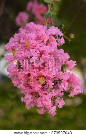 Crepe Myrtle - Latin Name - Lagerstroemia Indica