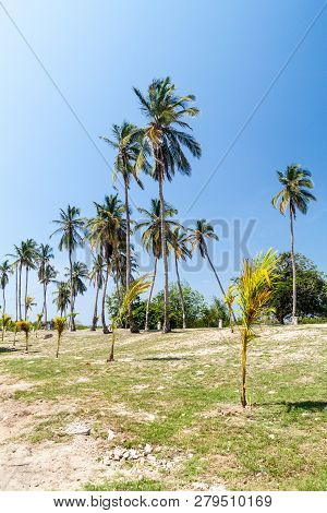 Palms On Tierrabomba Island Near Cartagena, Colombia