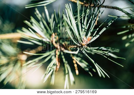 Closeup View Of The Spruce Needles