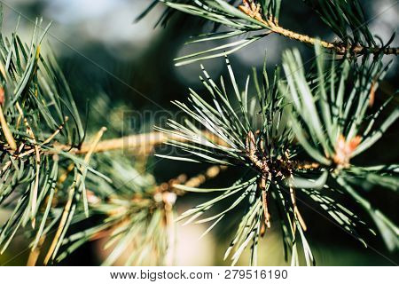 Closeup View Of The Spruce Needles