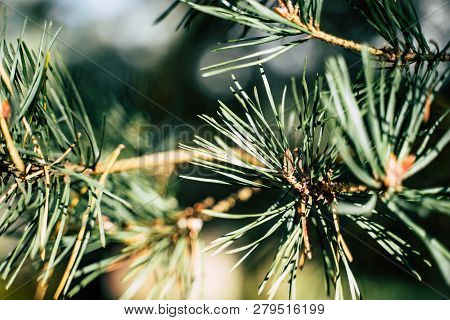 Closeup View Of The Spruce Needles