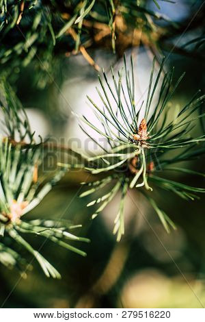 Closeup View Of The Spruce Needles