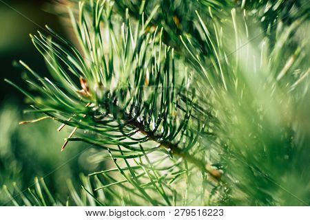 Closeup View Of The Spruce Needles
