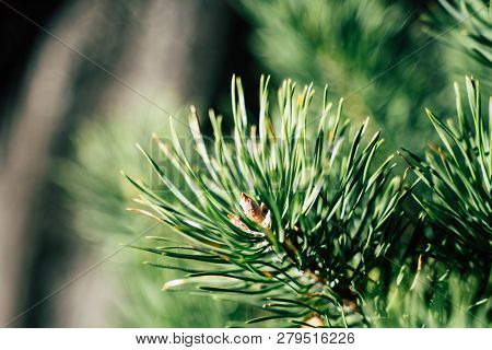Closeup View Of The Spruce Needles