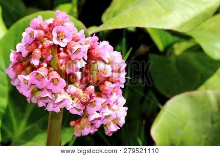 Close-up A Pink Flower Of Blooming Bergenia Cordifolia, As Known A Elephant-eared Saxifrage, Badan, 