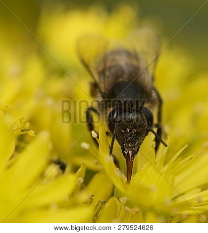 Big Bee Collecting Honey From Yellow Flower. Nice Bee Close Up Isolated In Yellow Floral Background.