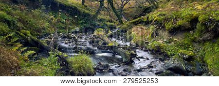 Stream In The National Park. Moss Trees And Moss Stones. Forest Creek. Autumn. Connemara, Ireland.